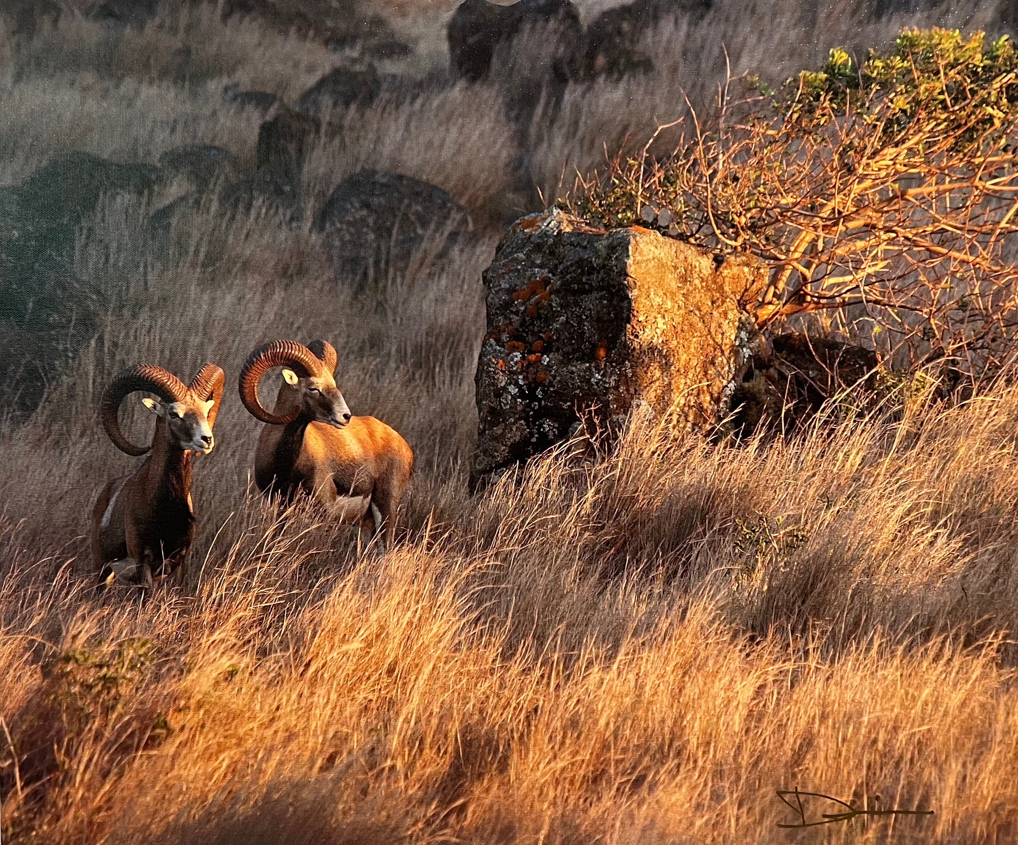 Bill Dierssen: Lana`i Mouflon Sunset