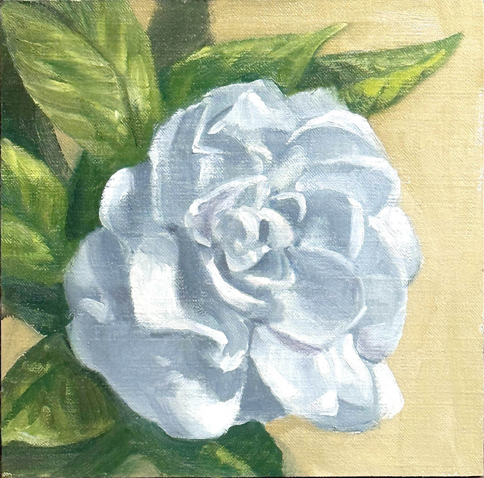 Koele Street Gardenia
